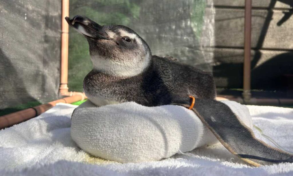 Instituto Albatroz Resgata Três Pinguins-de-Magalhães em Arraial do Cabo e Búzios Imagem do artigo