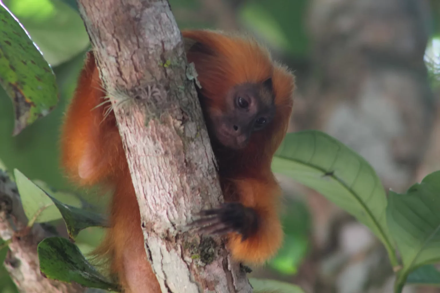 Importância do Parque Natural em Tamoios: Protegendo o Mico-Leão-Dourado Imagem do artigo