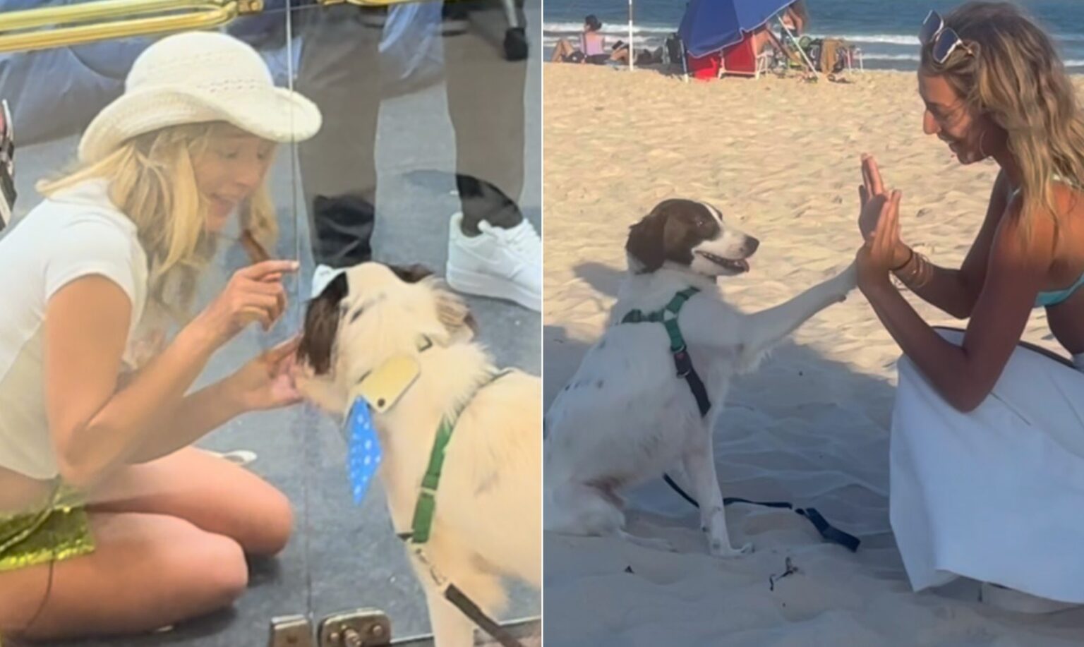 Cachorro de Três Patas de Samira no 'BBB 26' Conquista Fãs e Ganha Campanha por Próteses