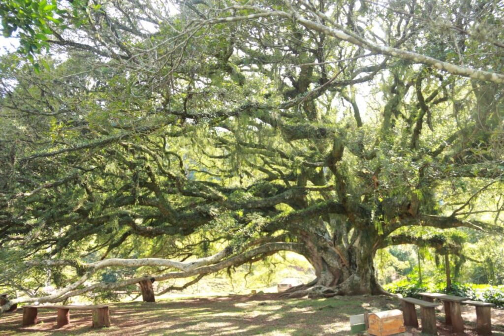 Rota do Chimarrão Atraí Mais de 117 Mil Visitantes em Venâncio Aires em 2025 Rota do Chimarrão Atraí Mais de 117 Mil Visitantes em Venâncio Aires em 2025