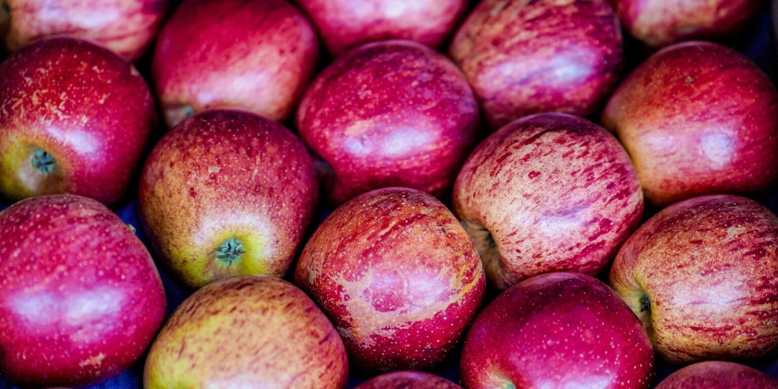 Como Montar uma Lancheira Saudável para a Volta às Aulas: Dicas Importantes