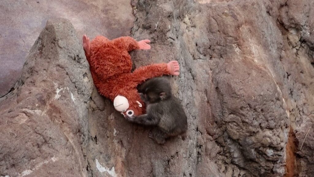 Desafio Visual de Punch: O Macaco que Viralizou e Prendeu a Atenção nas Redes Desafio Visual de Punch: O Macaco que Viralizou e Prendeu a Atenção nas Redes