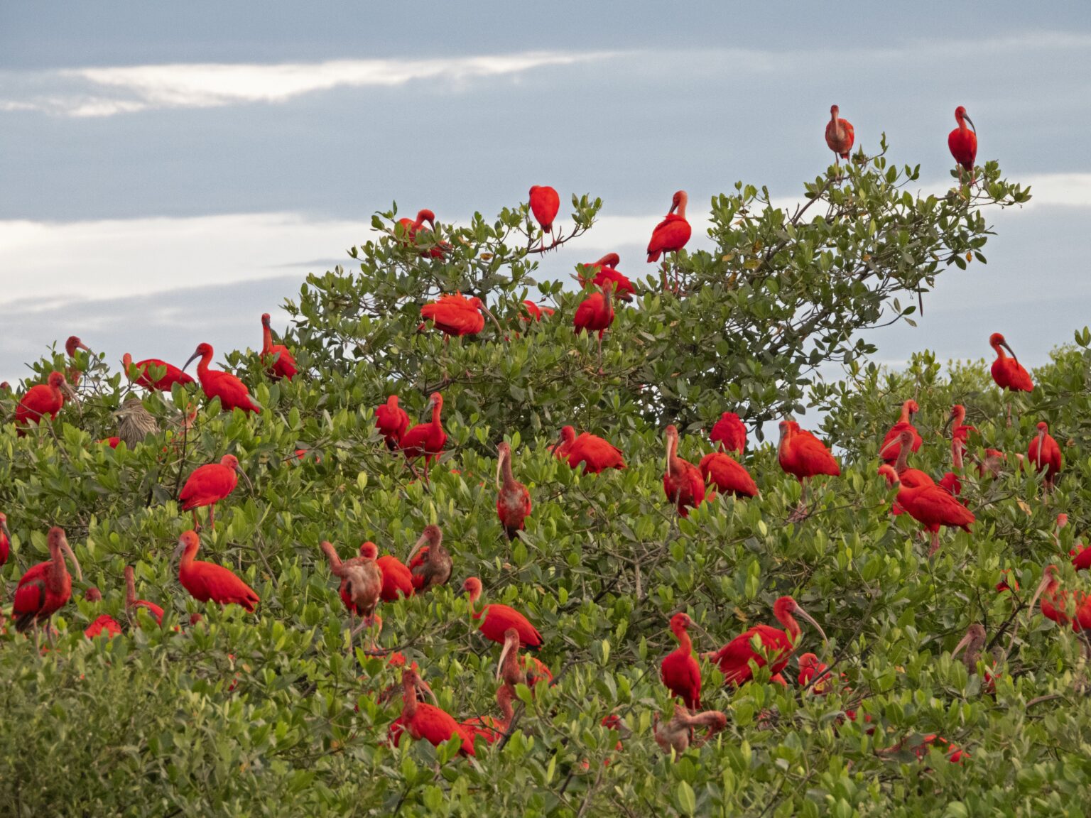 Guará Retorna ao Litoral do Paraná e Revitaliza o Turismo Sustentável na Região Guará Retorna ao Litoral do Paraná e Revitaliza o Turismo Sustentável na Região