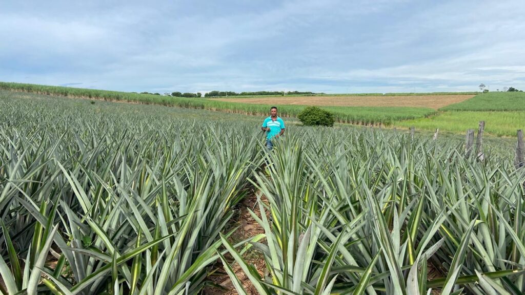 Abacaxi Fluminense: Pilar da Fruticultura e Impulsionador da Agricultura Familiar