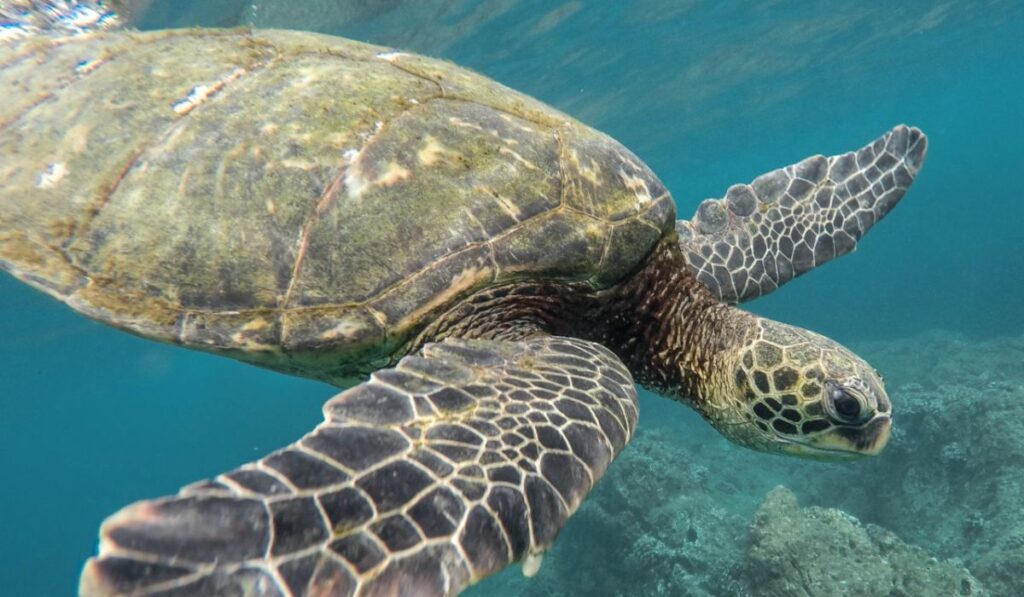 Gigante das Águas: Maior Tartaruga do Mundo é Vista no Rio de Janeiro Gigante das Águas: Maior Tartaruga do Mundo é Vista no Rio de Janeiro