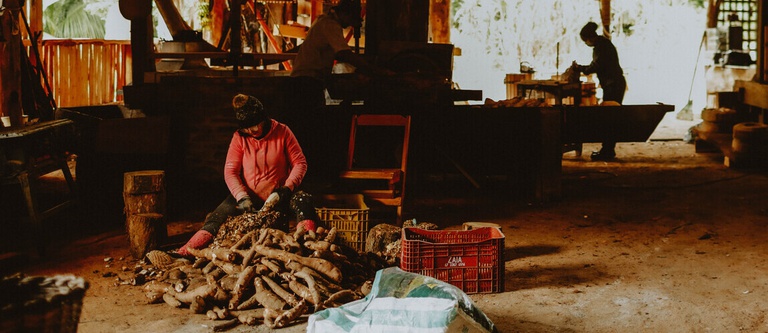 Iphan Registra Saberes e Práticas Tradicionais dos Engenhos de Farinha de Mandioca de SC