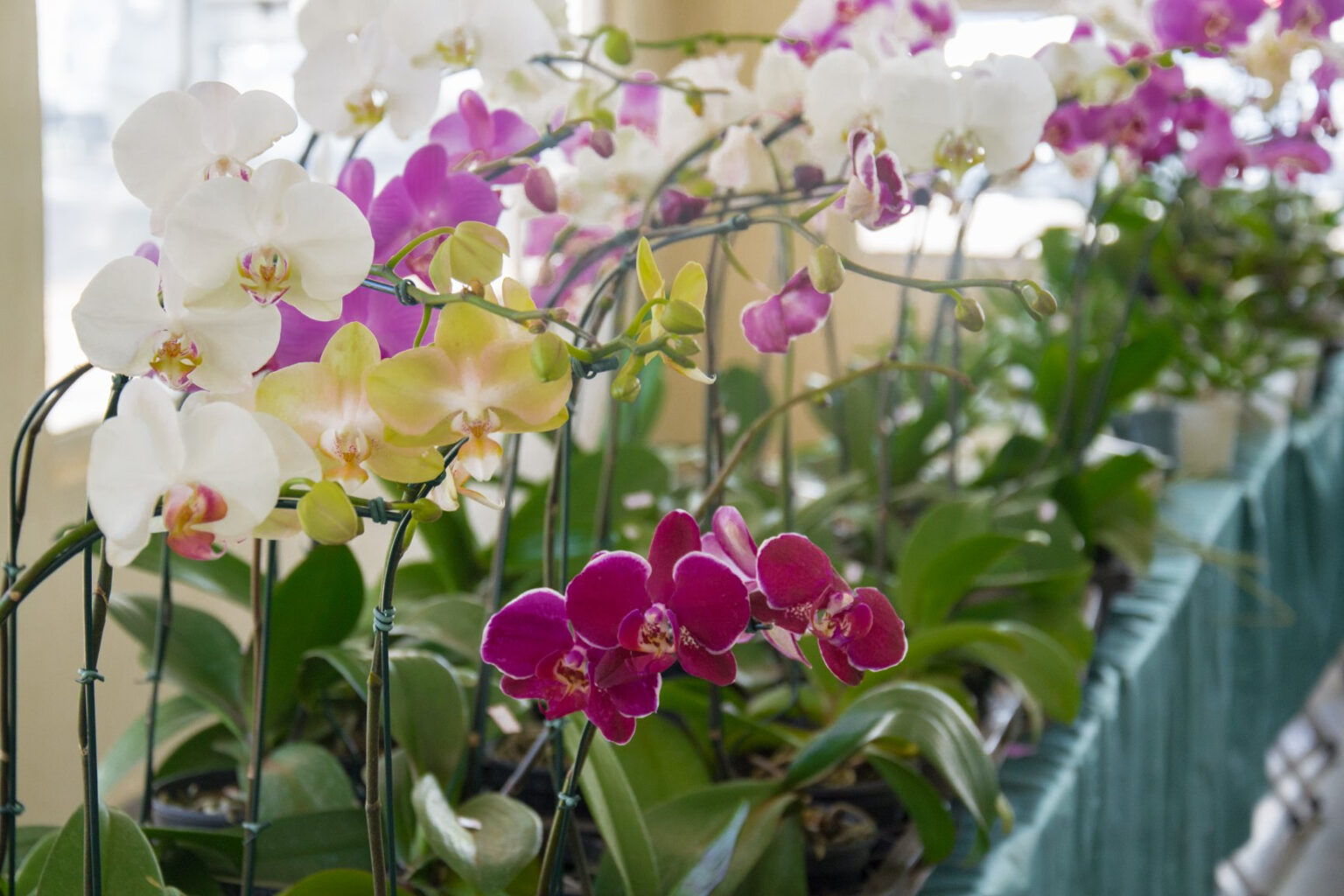 42ª Exposição Nacional de Orquídeas em Catanduva: Uma Celebração da Natureza