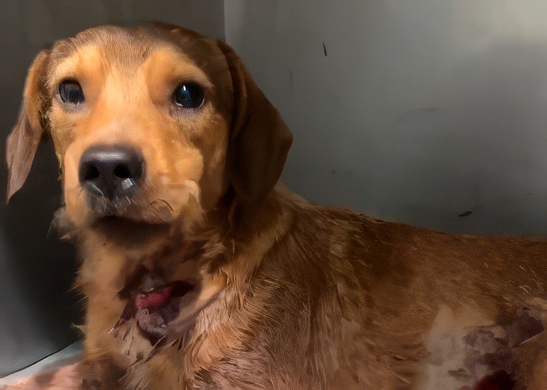 Cachorro Caramelo Baleado em Guaratiba: Estado de Saúde Grave e Investigação em Andamento Cachorro Caramelo Baleado em Guaratiba: Estado de Saúde Grave e Investigação em Andamento