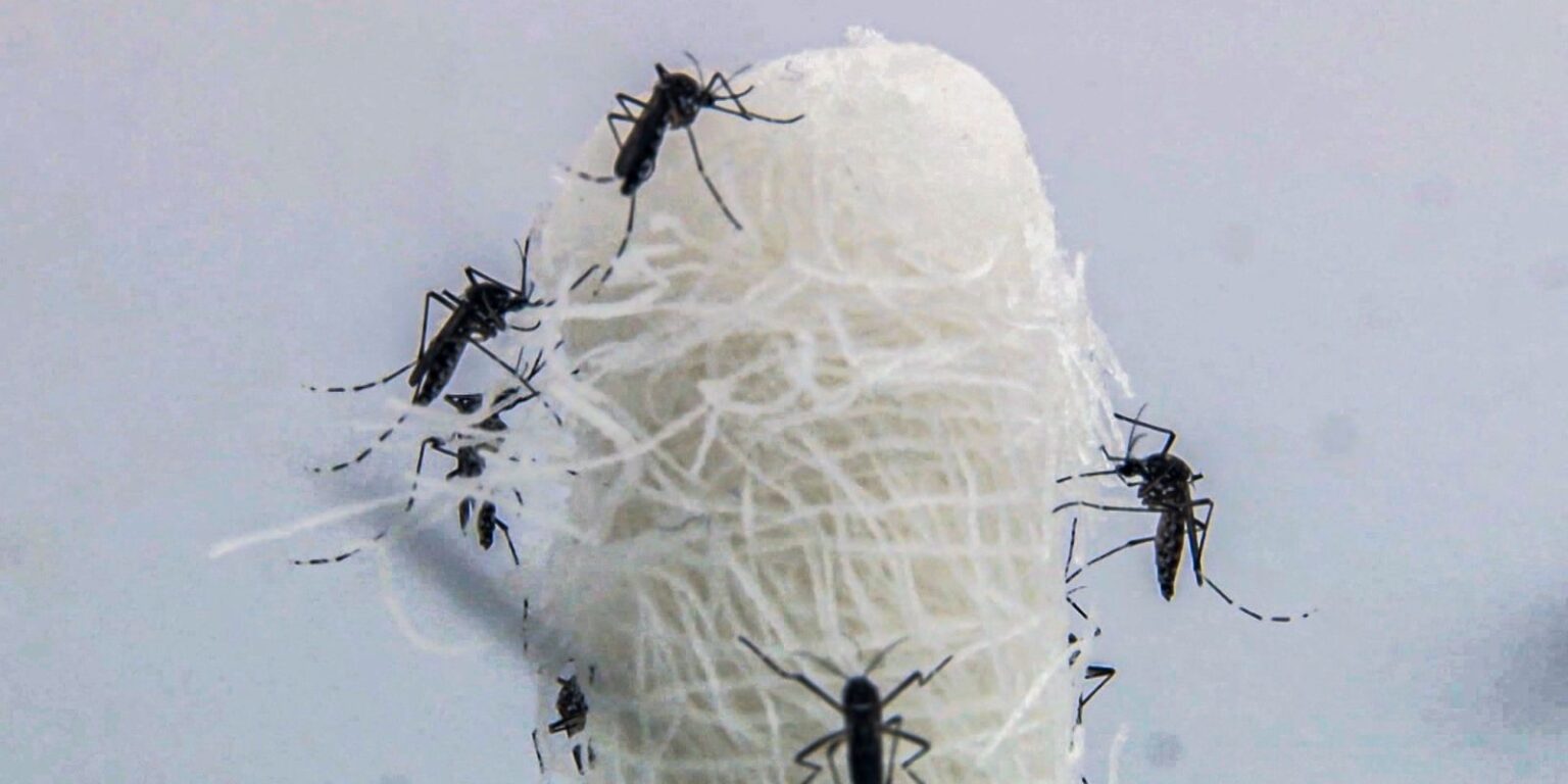 Crescimento da Dengue nas Américas: Mudanças Climáticas como Fator Impulsionador