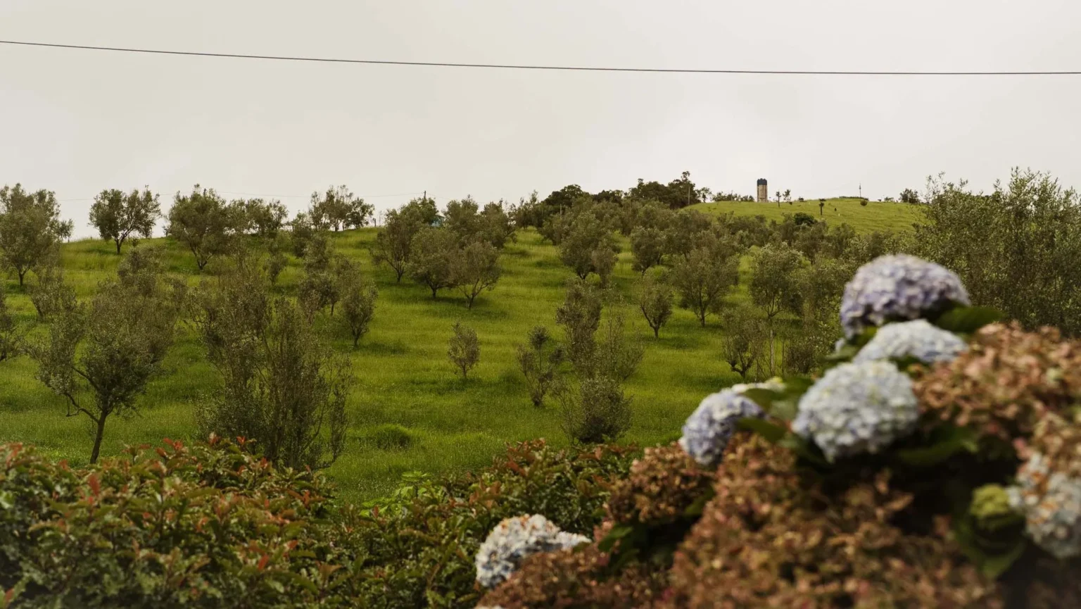 Olivoturismo: A Revolução do Turismo no Sul de Minas Olivoturismo: A Revolução do Turismo no Sul de Minas