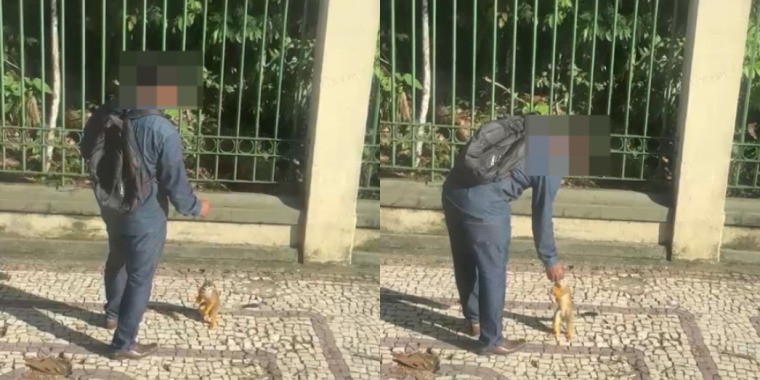 Semma Alerta: Alimentar Macacos no Bosque Rodrigues Alves Pode Ser Perigoso à Saúde Animal