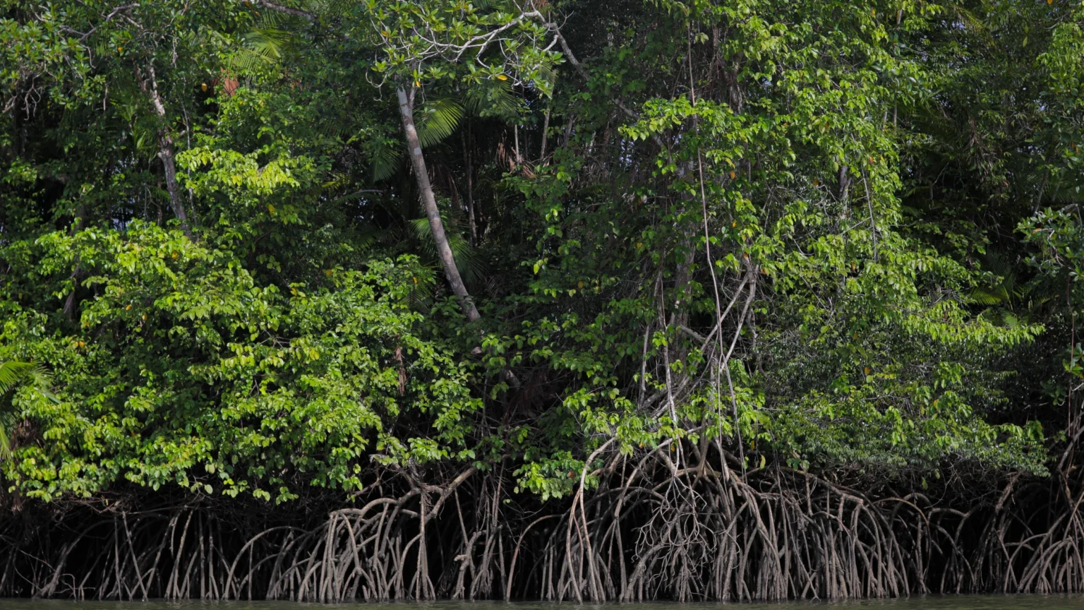 Carbono Azul: 7 Impactos Reais no Clima e na Vida Costeira em 2024 Carbono Azul: 7 Impactos Reais no Clima e na Vida Costeira em 2024