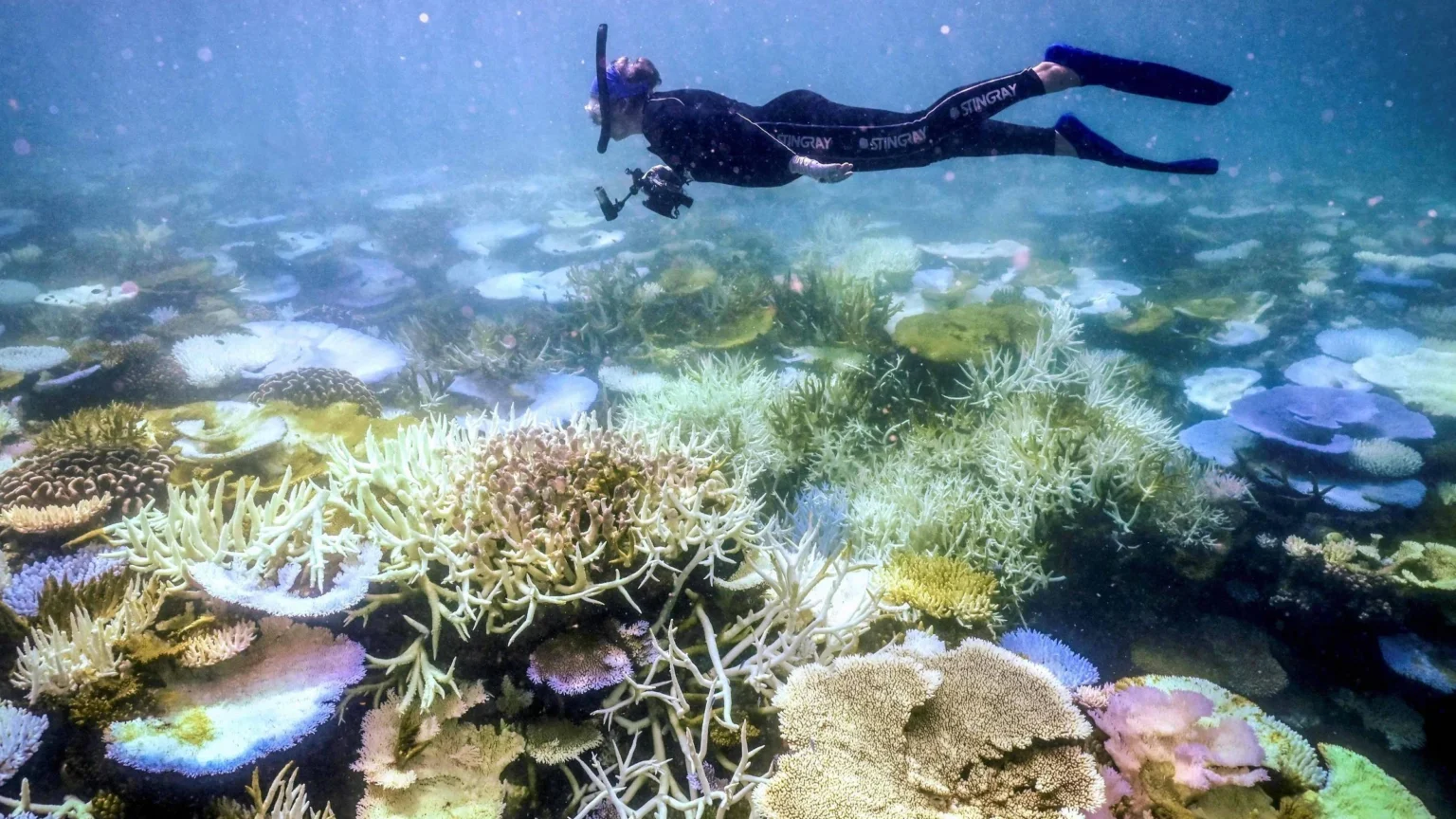El Niño agrava risco de colapso da Grande Barreira de Coral, alertam cientistas El Niño agrava risco de colapso da Grande Barreira de Coral, alertam cientistas