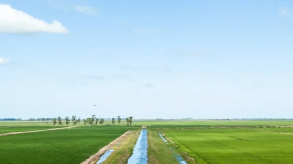 Arroz no Litoral Norte e Região Metropolitana impulsiona economia com qualidade e produção expressiva Arroz no Litoral Norte e Região Metropolitana impulsiona economia com qualidade e produção expressiva